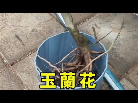 玉 蘭花 擋煞|【玉蘭花擋煞】鬼月或告別式防卡陰必備 